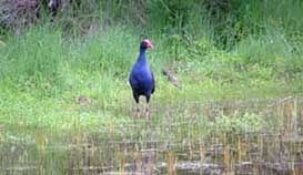 Birdlife a-plenty at Dunns Swamp &and Wollemi National Park